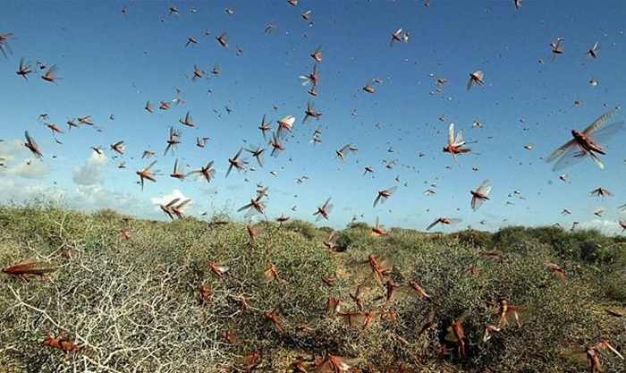 Regional experts warn of imminent return of locusts in early 2024